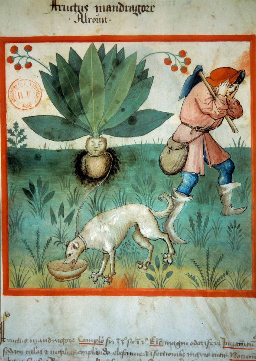 Adamotu. Olağanüstü sihirli erdemlerin sıklıkla atfedildiği şifalı bitki. İlaç ve diyetetik sağımlarından aydınlatma “” Tacuinum sanitatis”” by Unknown artist