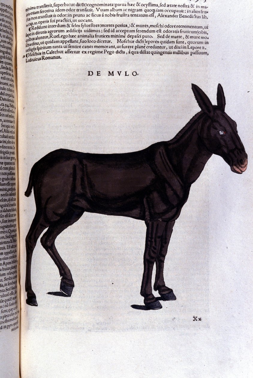 Konrad Gesner, Tiguri tarafından Historia animalium