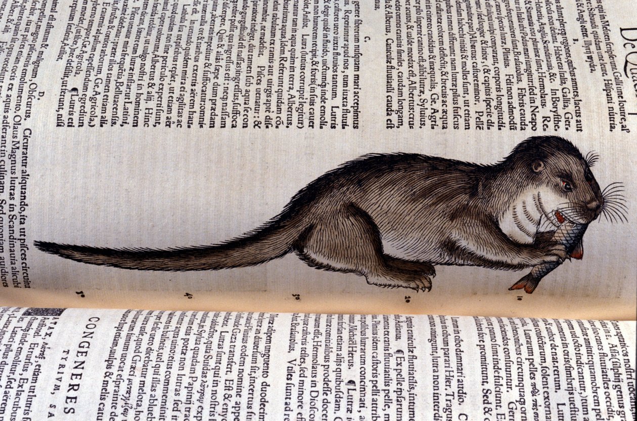 Su samuru - Historia Animalium Conrad Gesner (1516 - 1565), Tiguri by Unknown artist