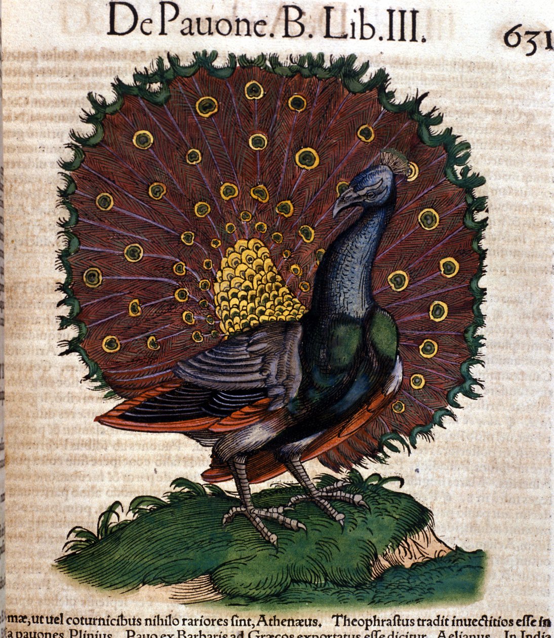 Historia Animalium'dan sonra tavus kuşu Konrad Gesner, Tiguri by Unknown artist