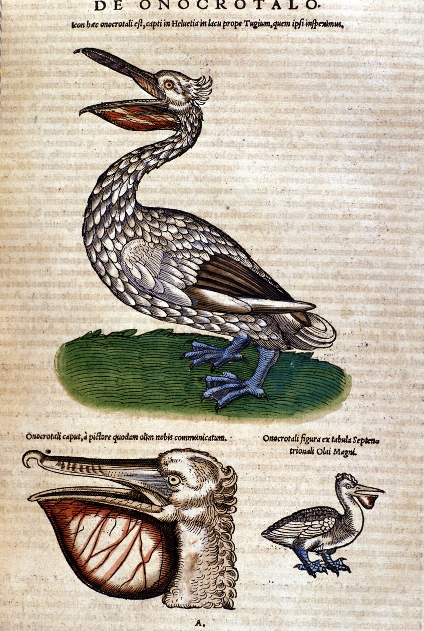 Konrad Gesner, Tiguri