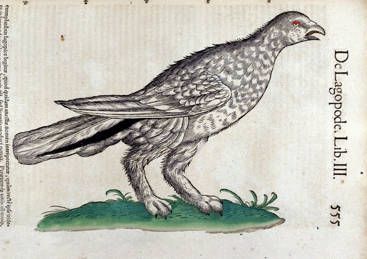 Hayvanların Tarihinde Ptarmigan, Conrad Gesner (1516 - 1565), Tiguri by Unknown artist