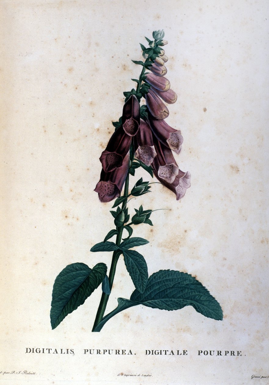 Mor dijital. 19. yüzyıl herbaryumu. by Unknown artist