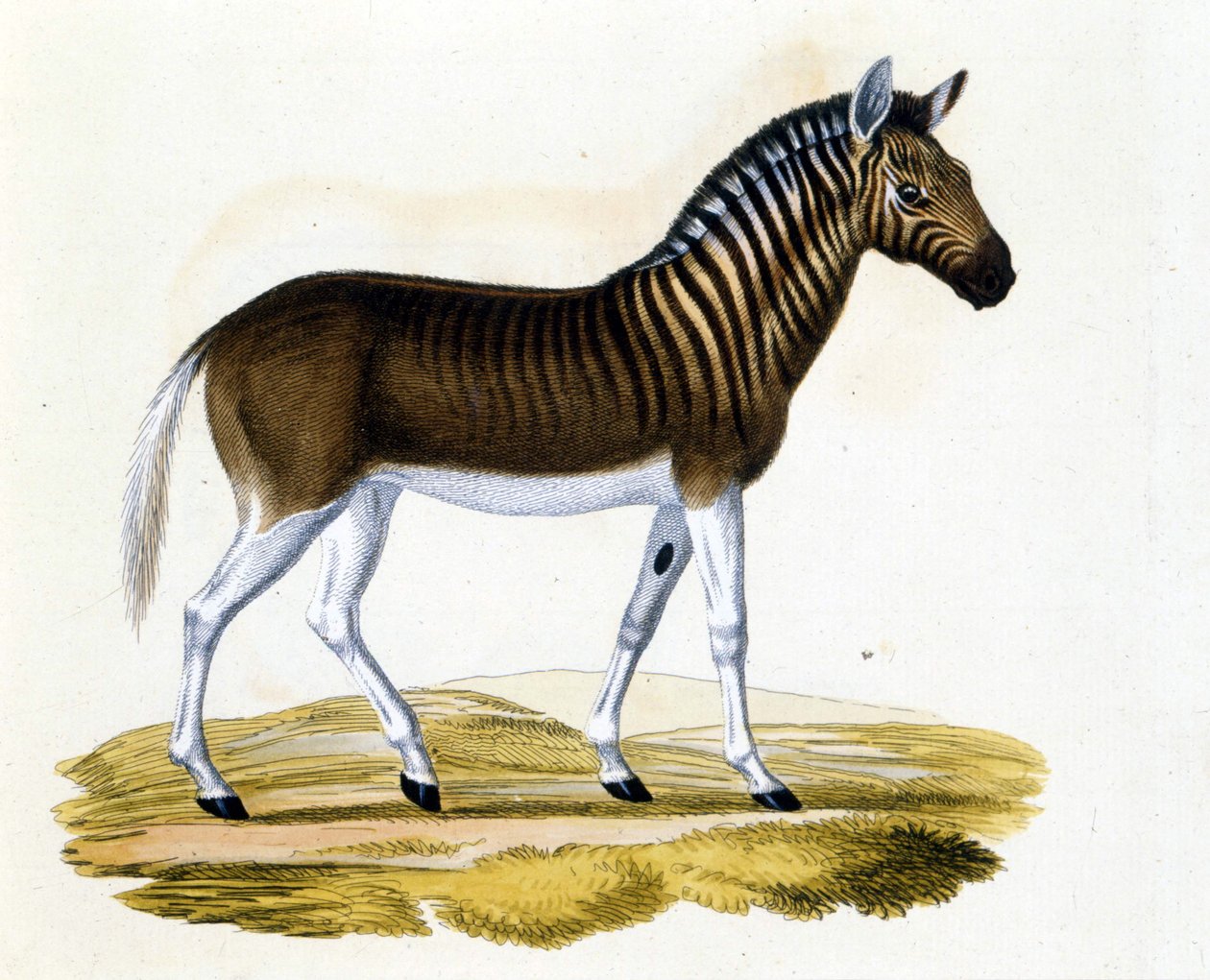 Bir hayvan olan quagga (couagga), 1870 civarında ortadan kayboldu: bu, ata ve zebraya yakın bir memelidir, yakasında ve kafasında çizgiler vardır. 19. yüzyılın sonundan gravür. by Unknown artist