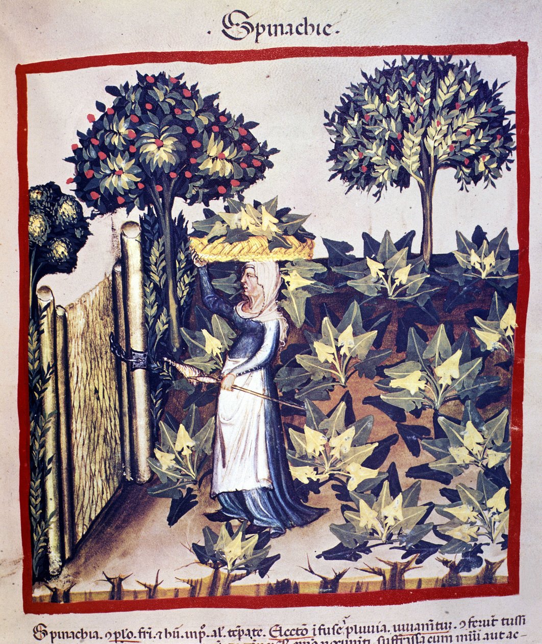Ispanağın toparlanması. İlaç ve diyetetik sağımlarından aydınlatma “” Tacuinum sanitatis”” by Unknown artist