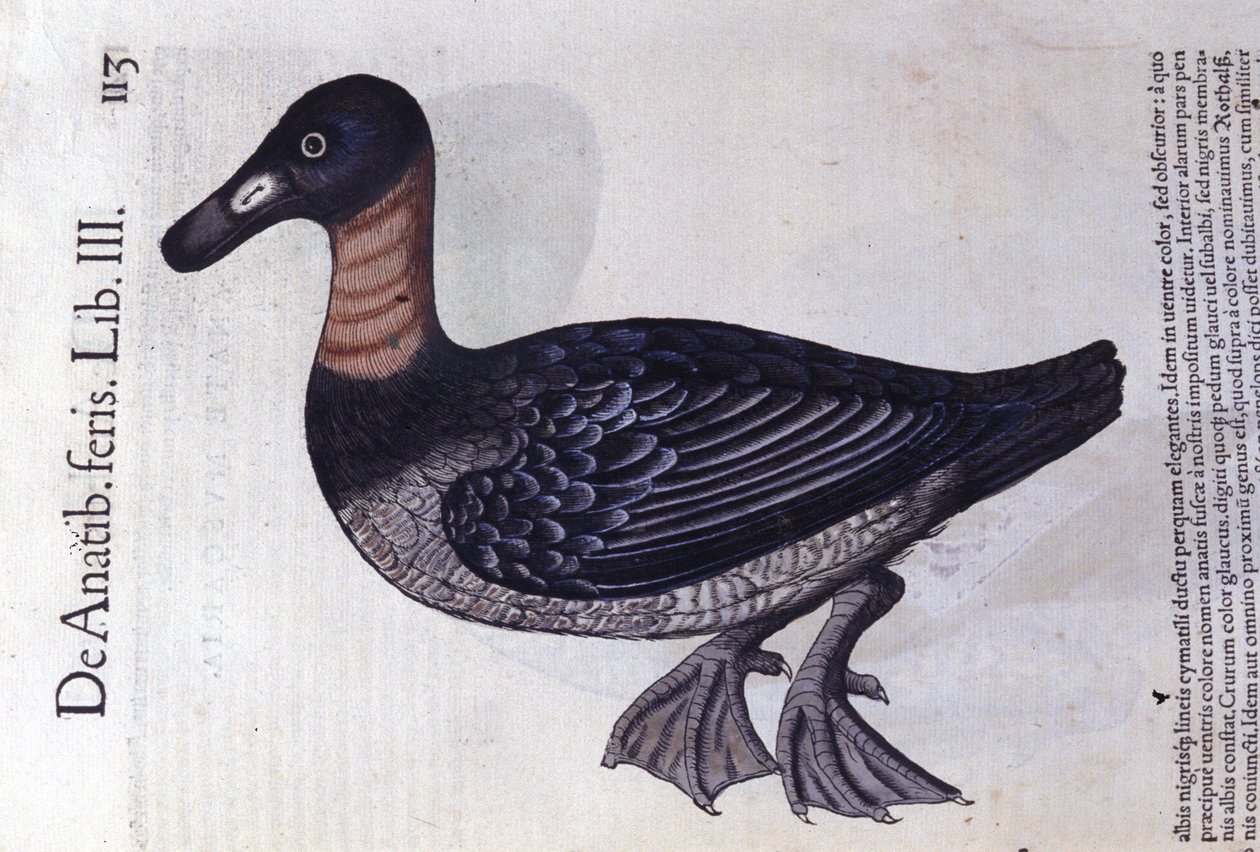 Konrad Gesner, Tiguri tarafından Historia animalium'dan sonra kırmızı boyunlu ördek by Unknown artist