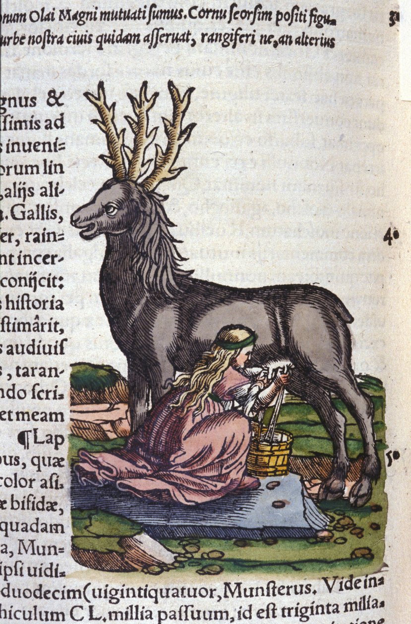 Konrad Gesner, Tiguri