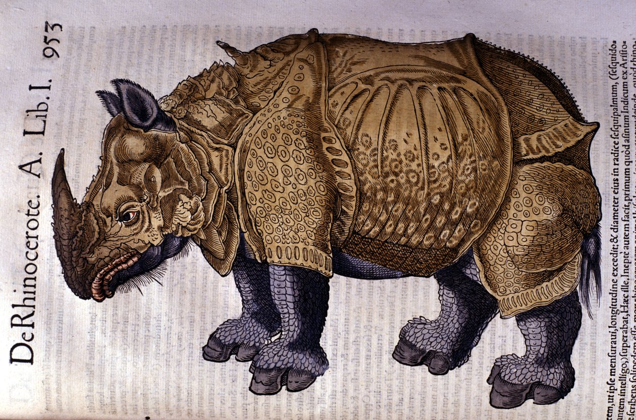 Conrad Gesner tarafından yazılan "Hayvanların Tarihi"nden sonra gergedan, Tiguri 1560 by Unknown artist