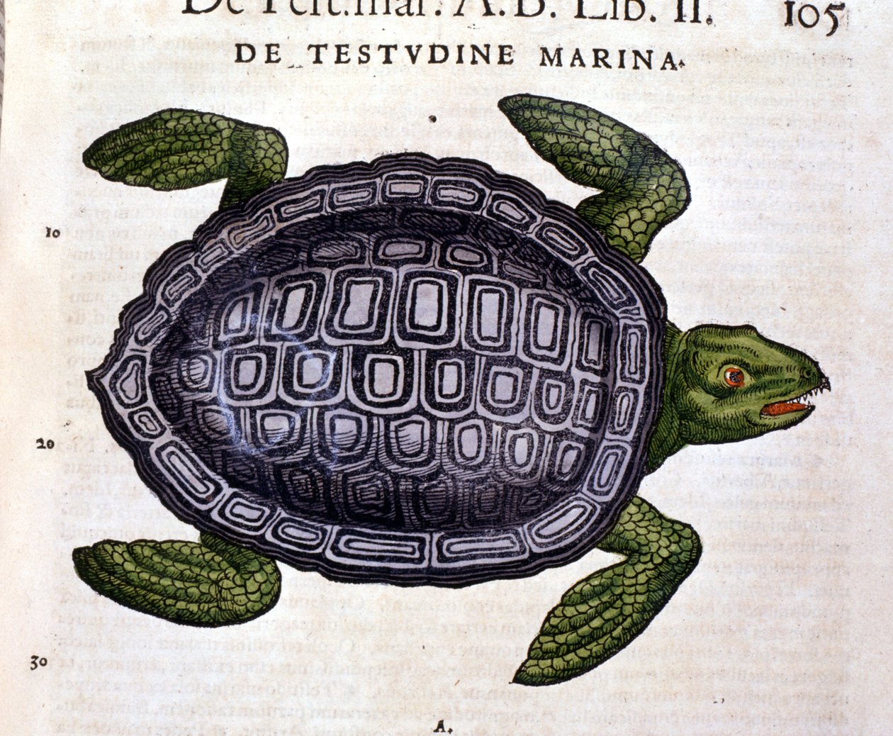 Conrad Gesner