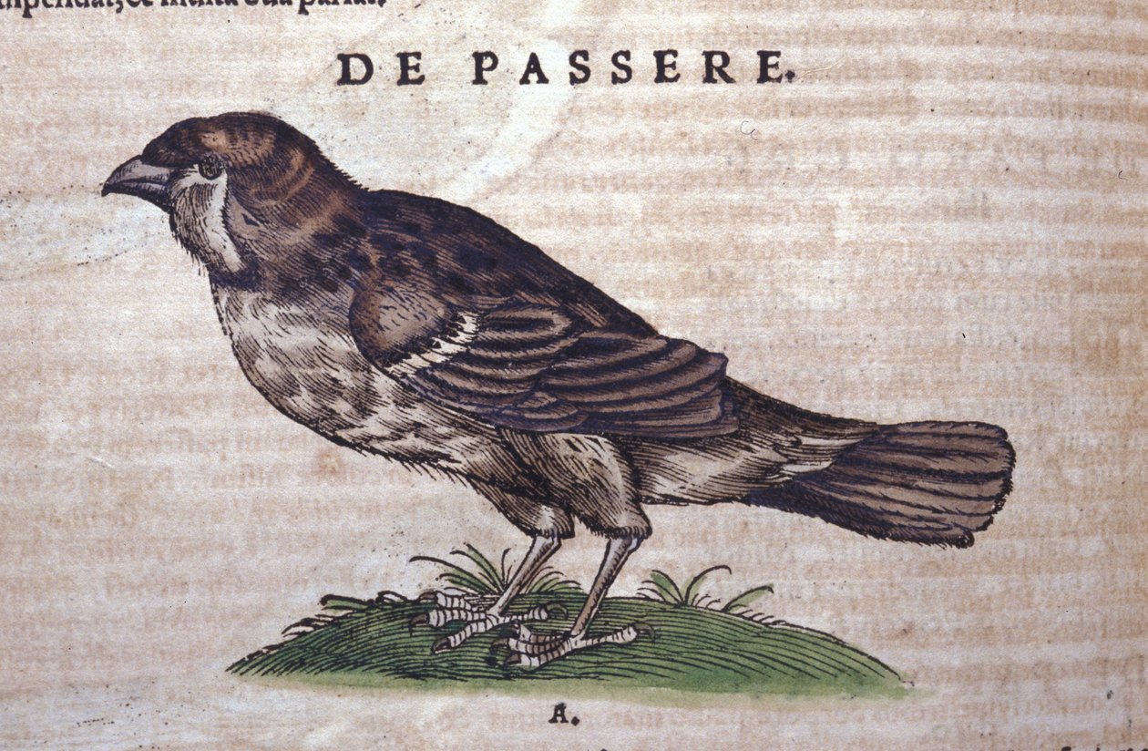 Historia Animalium