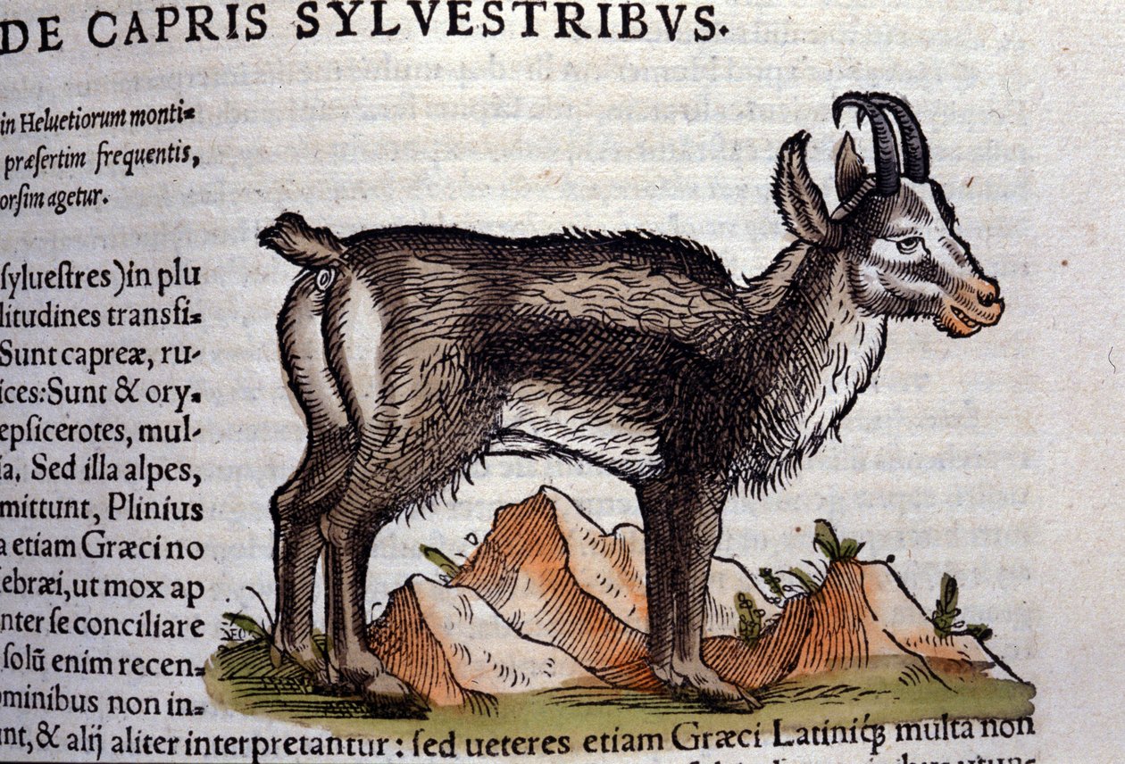 Historia Animalium