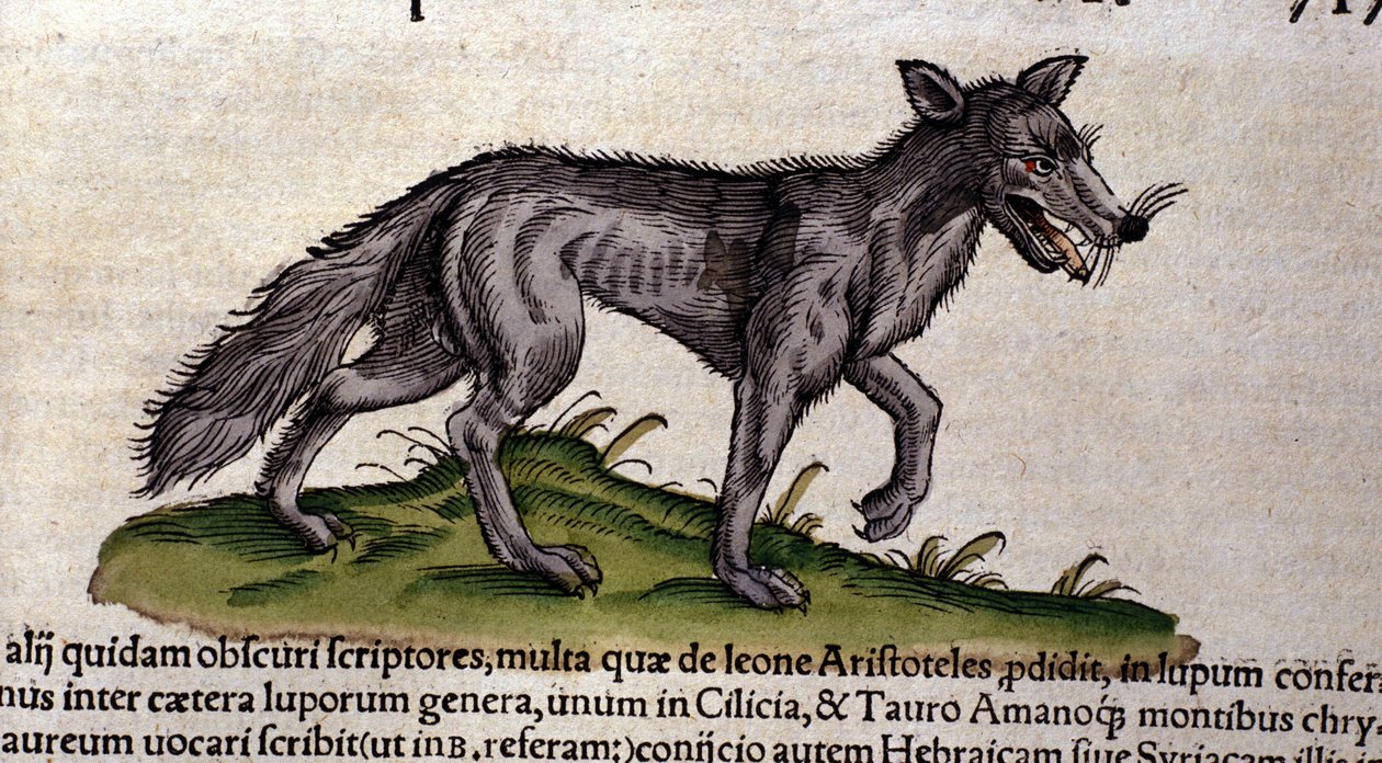 Conrad Gesner tarafından yazılan Historia Animalium