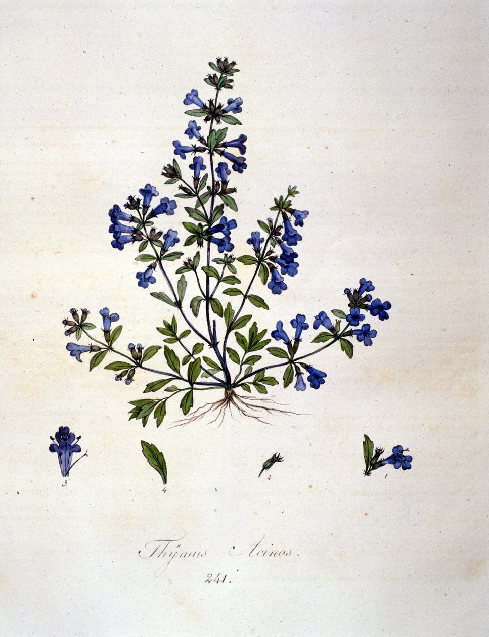 Kekik. 19. yüzyıl gravürü. by Unknown artist
