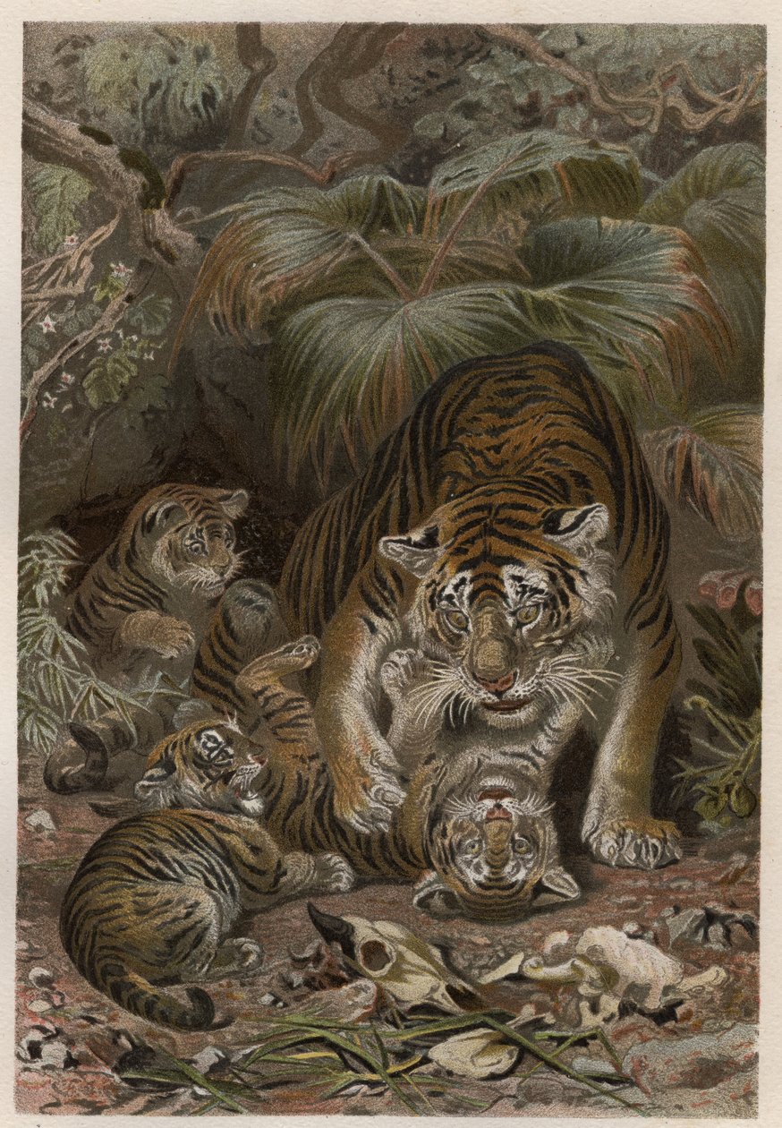 Kaplanlı Kaplan - Yavrulu Kaplan (Panthera tigris) - Alfred Edmund Brehm