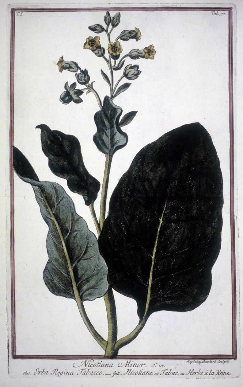 19. yüzyıldan kalma bir sulakta tütün yaprağı ve çiçeği (Nicotiana Minor). by Unknown artist