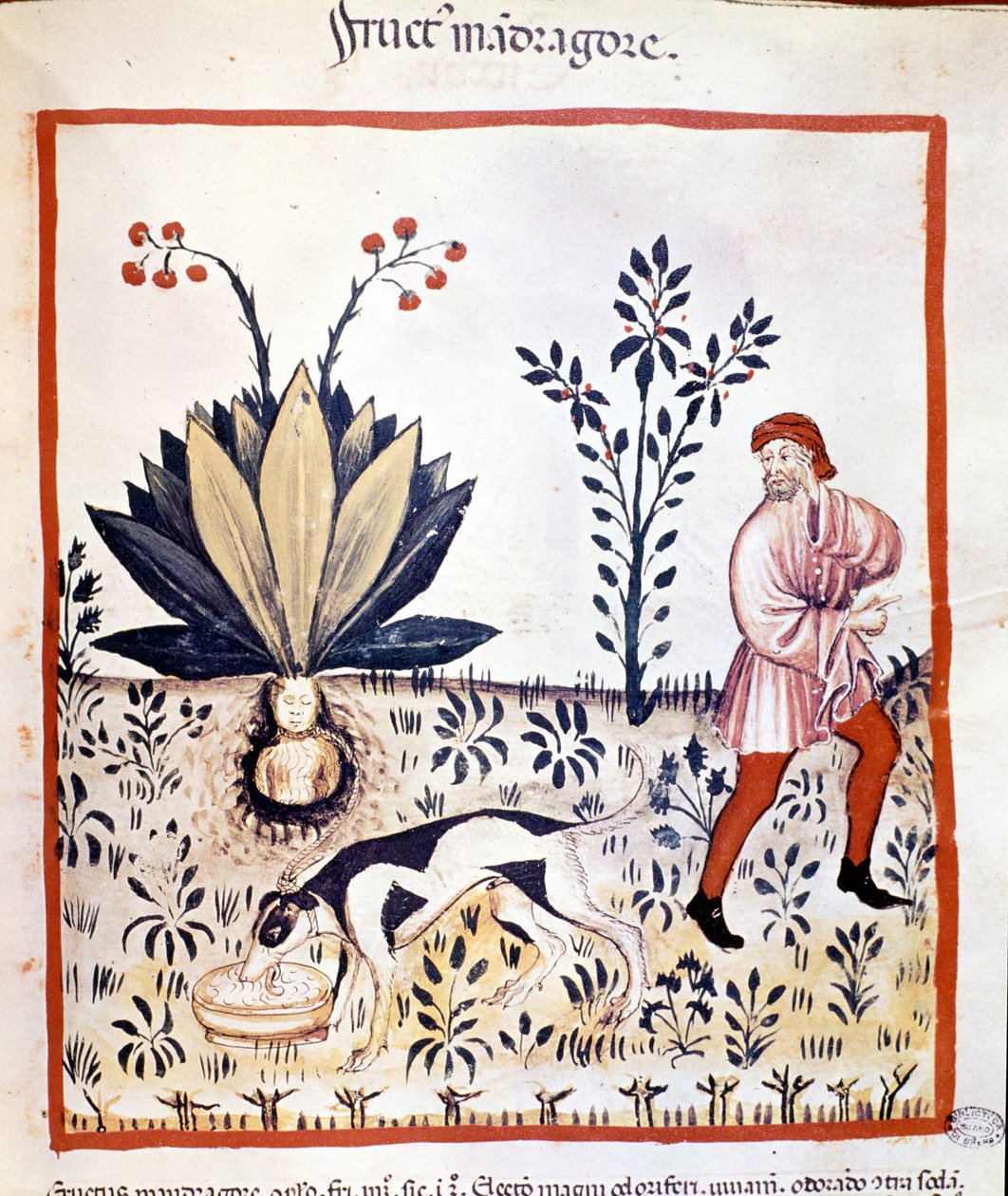 14. yüzyılda tıp incelemesi. Mandrake