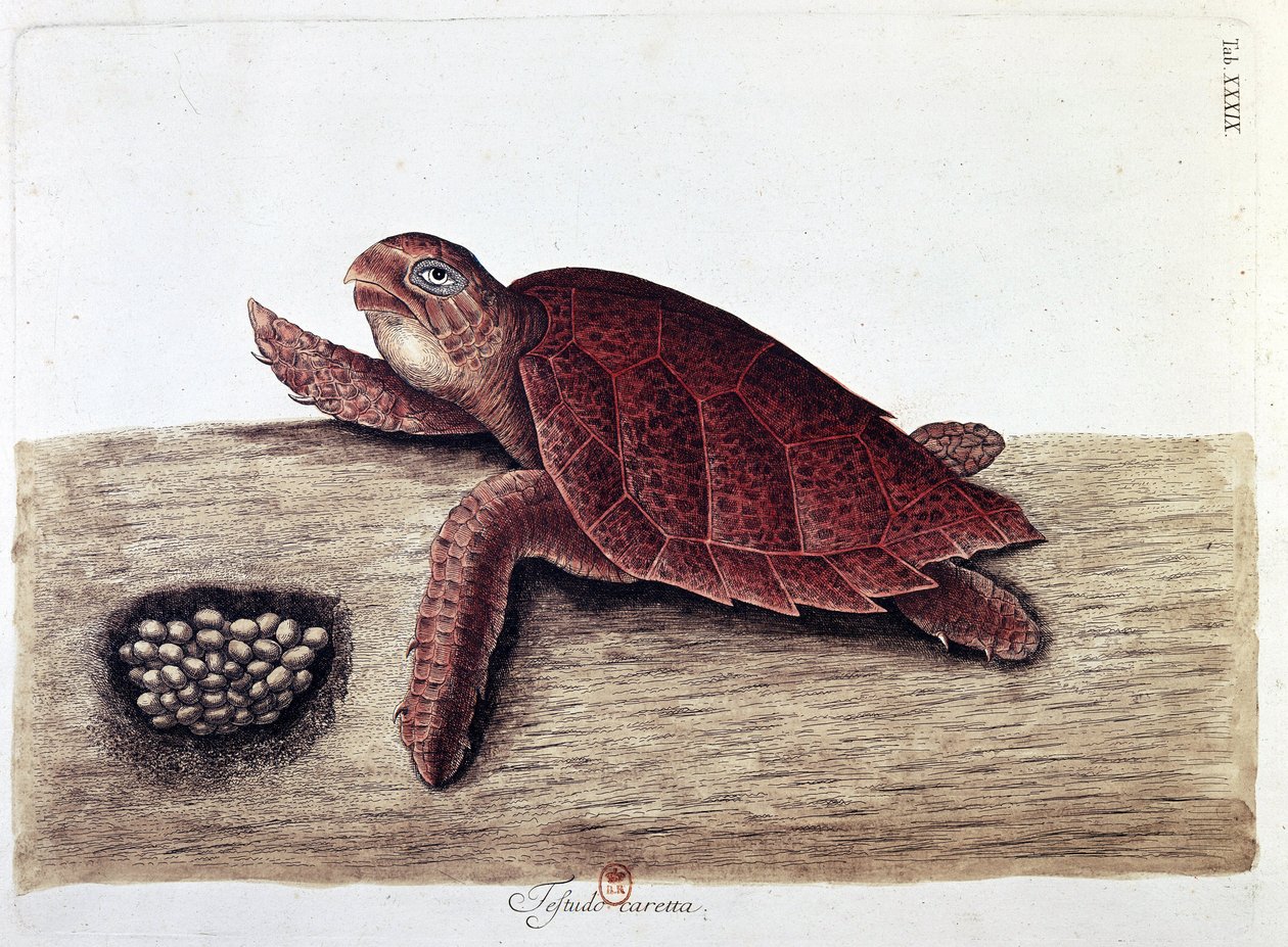 Kaplumbağa ve yumurtaları - doğal tarih panosu, B.N. by Unknown artist