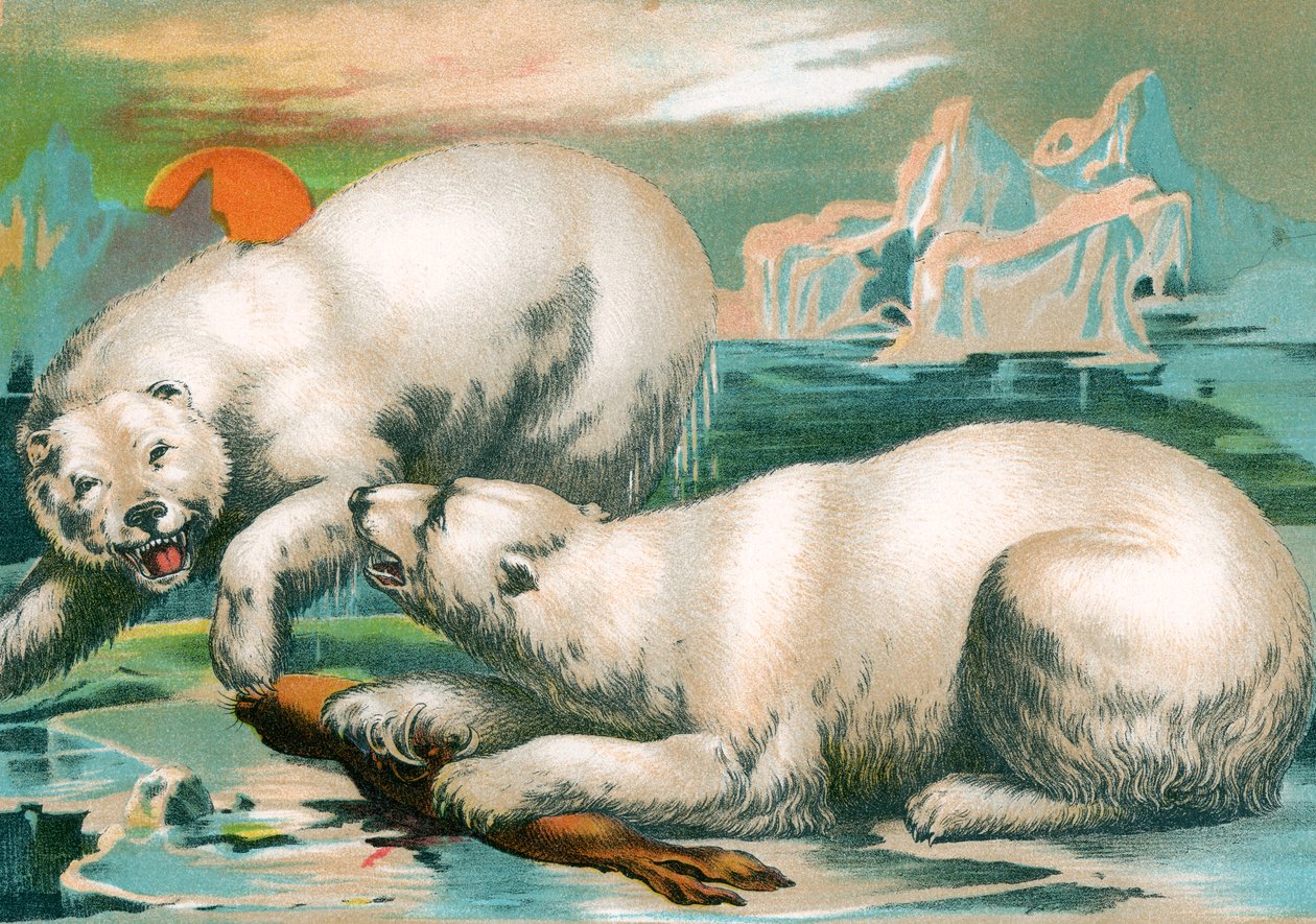 Mühür için kavga eden iki kutup ayısı by Unknown artist