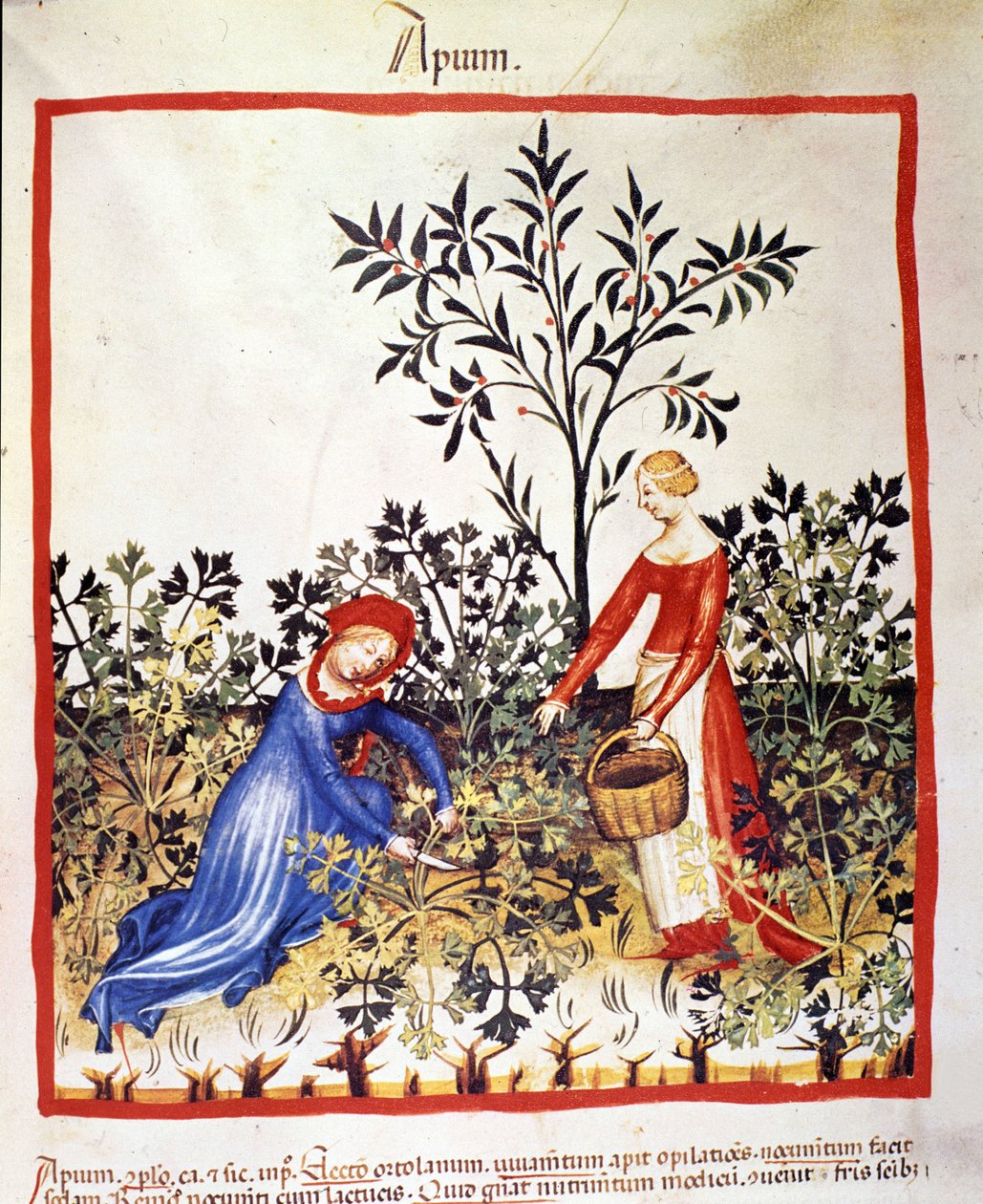 İki kadın maydanoz topluyor. İlaç ve diyetetik sağımlarından aydınlatma “” Tacuinum sanitatis”” by Unknown artist