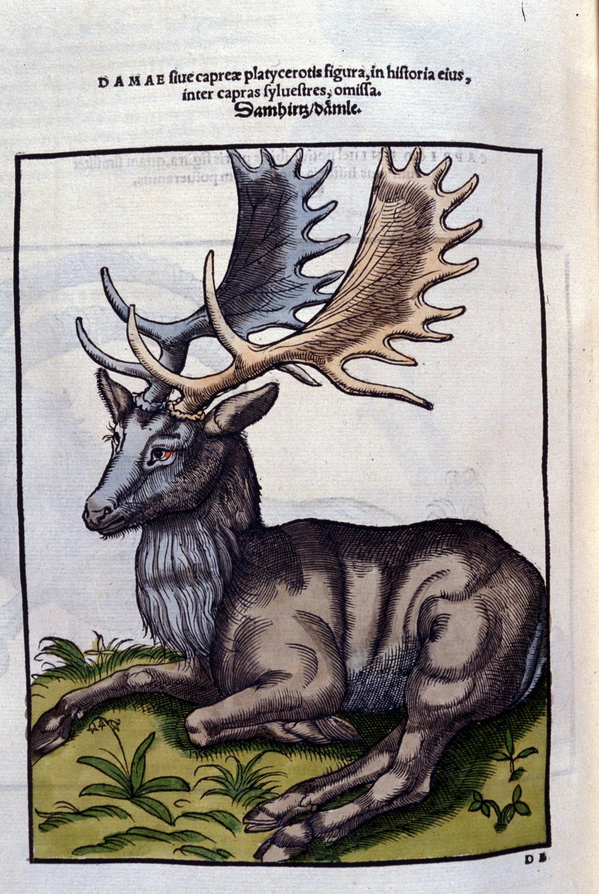 Ren geyiği (cervidé), Historia Animalium de Conrad Gesner'de (1516 - 1565), Tiguri by Unknown artist