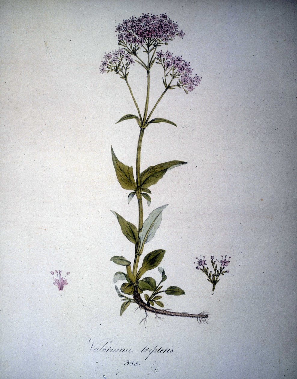 Valeriana leylak rengi veya Valeriana tripteris. 19. yüzyıl herbaryumu. by Unknown artist