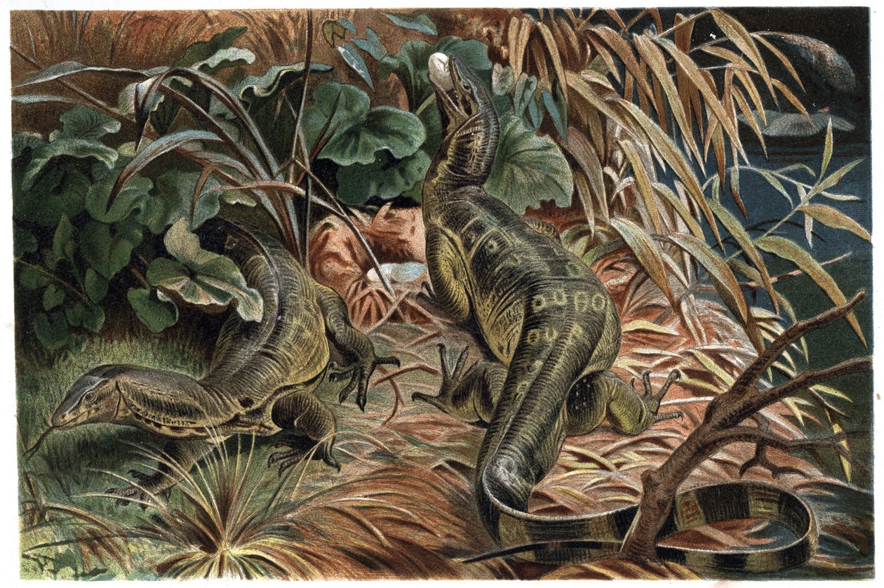 Varan - Monitör kertenkelesi (Varanus) - Alfred Edmund Brehm