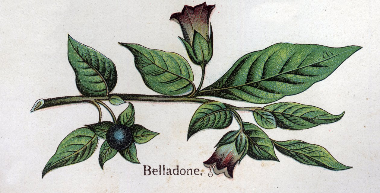 Venöz botanik bitkiler: Belladonna. Gravür, Friedrich Eduard Bilz (1842-1922) tarafından “Doğal ilaç” by Unknown artist