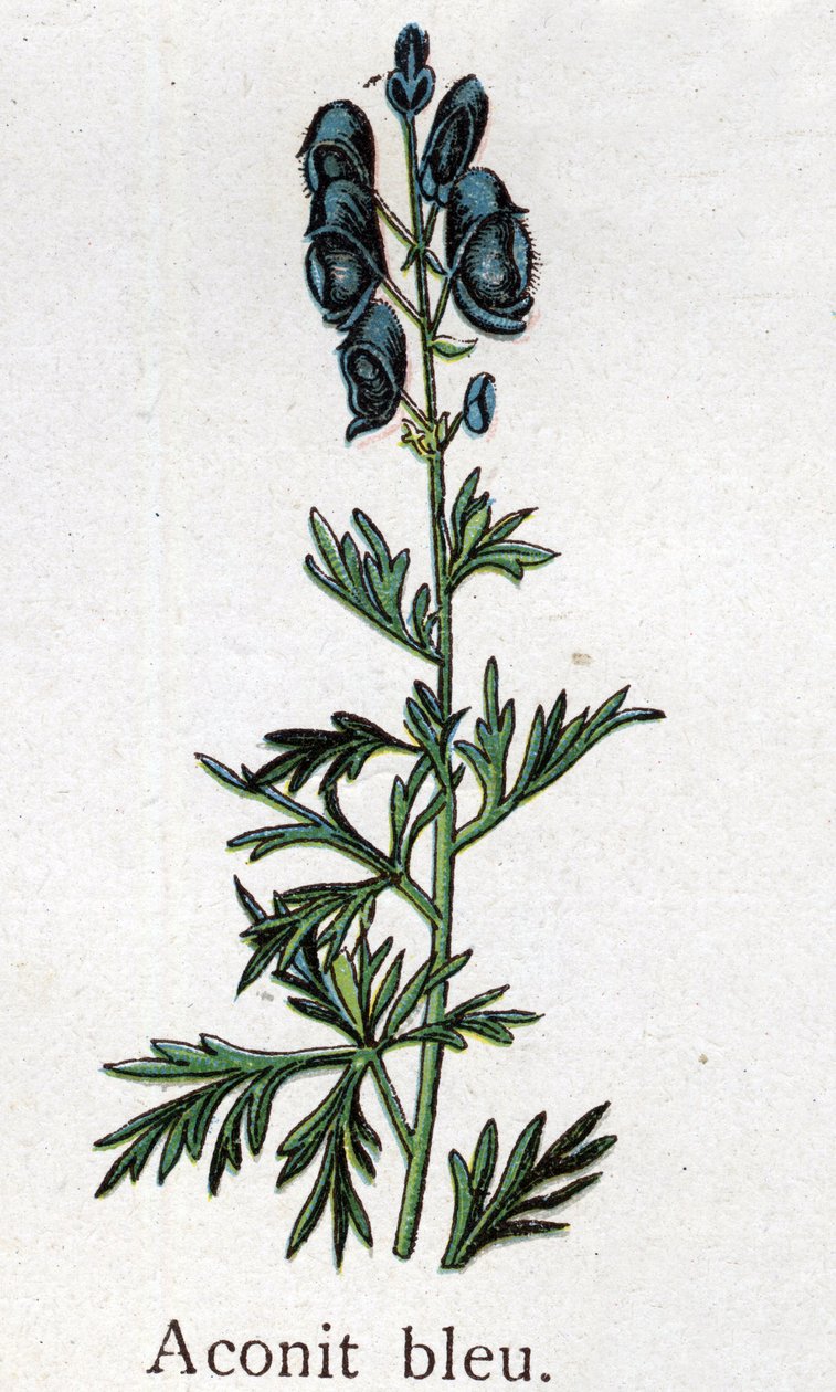 Venöz botanik bitkiler: mavi aconite. Gravür, Friedrich Eduard Bilz (1842-1922) tarafından “Doğal ilaç” by Unknown artist