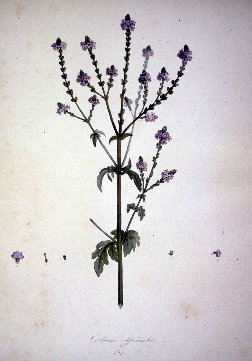 Verbena officinalis (Verbena officinale). 19. yüzyıl herbaryumu. by Unknown artist