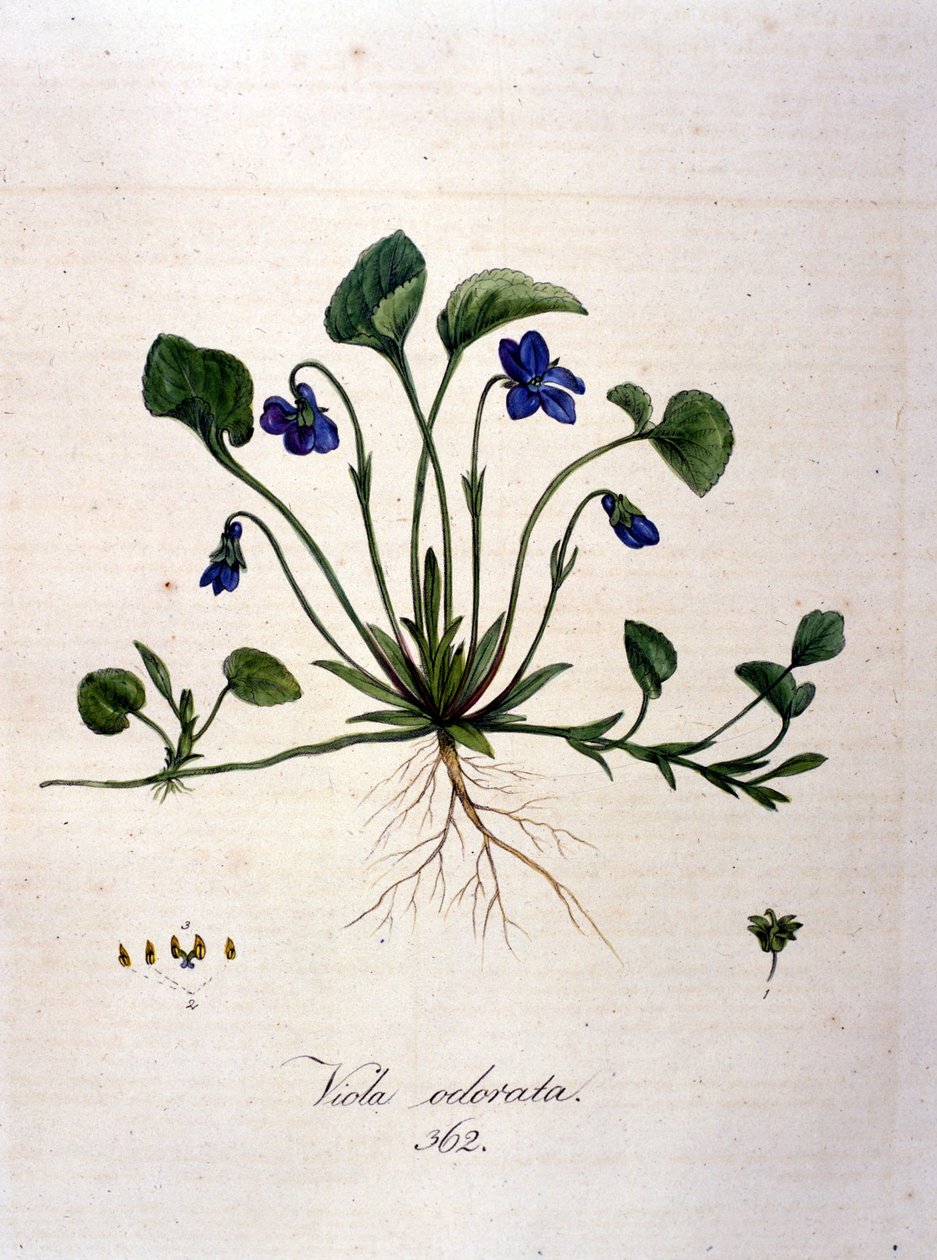 Menekşe. 19. yüzyıl gravürü. by Unknown artist