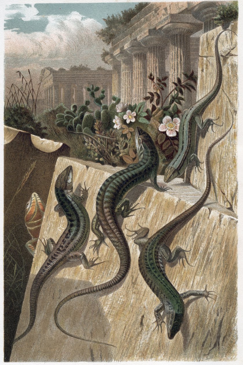 Duvar Kertenkelesi - Adi duvar kertenkelesi (Podarcis muralis) - Alfred Edmund Brehm