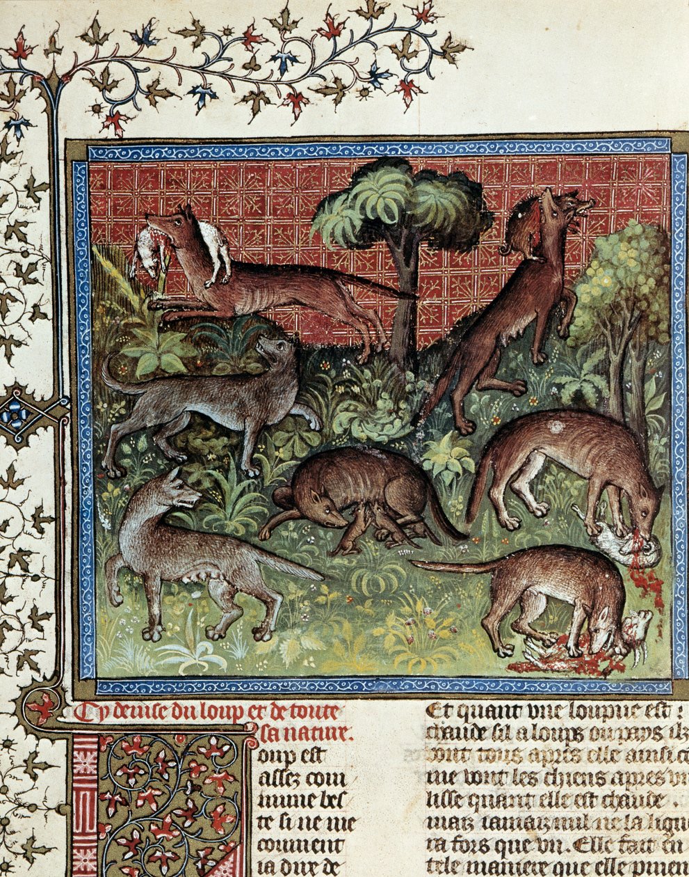 Kurt ve tüm doğası mottomuzdur. Gaston Phoebus'tan (1331-1391) ve Gaston III Comte De Foix'ten minyatür by Unknown artist
