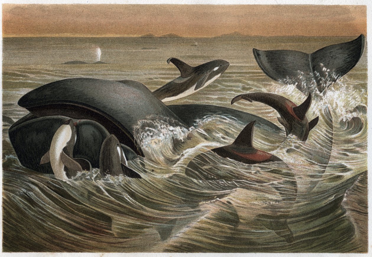 Balina ve Balina - Balina ve Orka (Orcinus orca) - Alfred Edmund Brehm