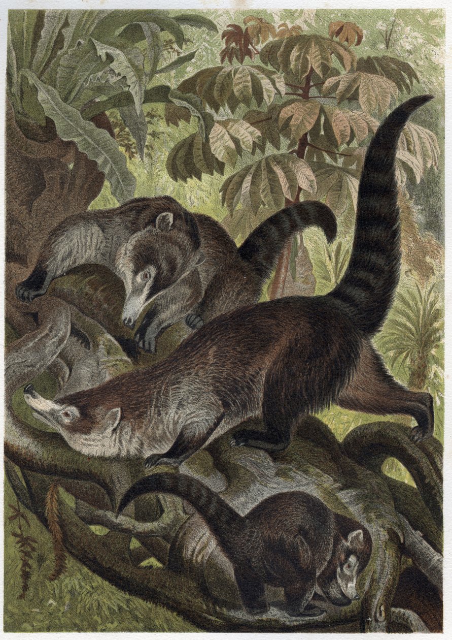 Coatimundi olarak da bilinen beyaz burunlu coati - Coati brun ou coati beyaz bir burun (Nasua narica) - Alfred Edmund Brehm