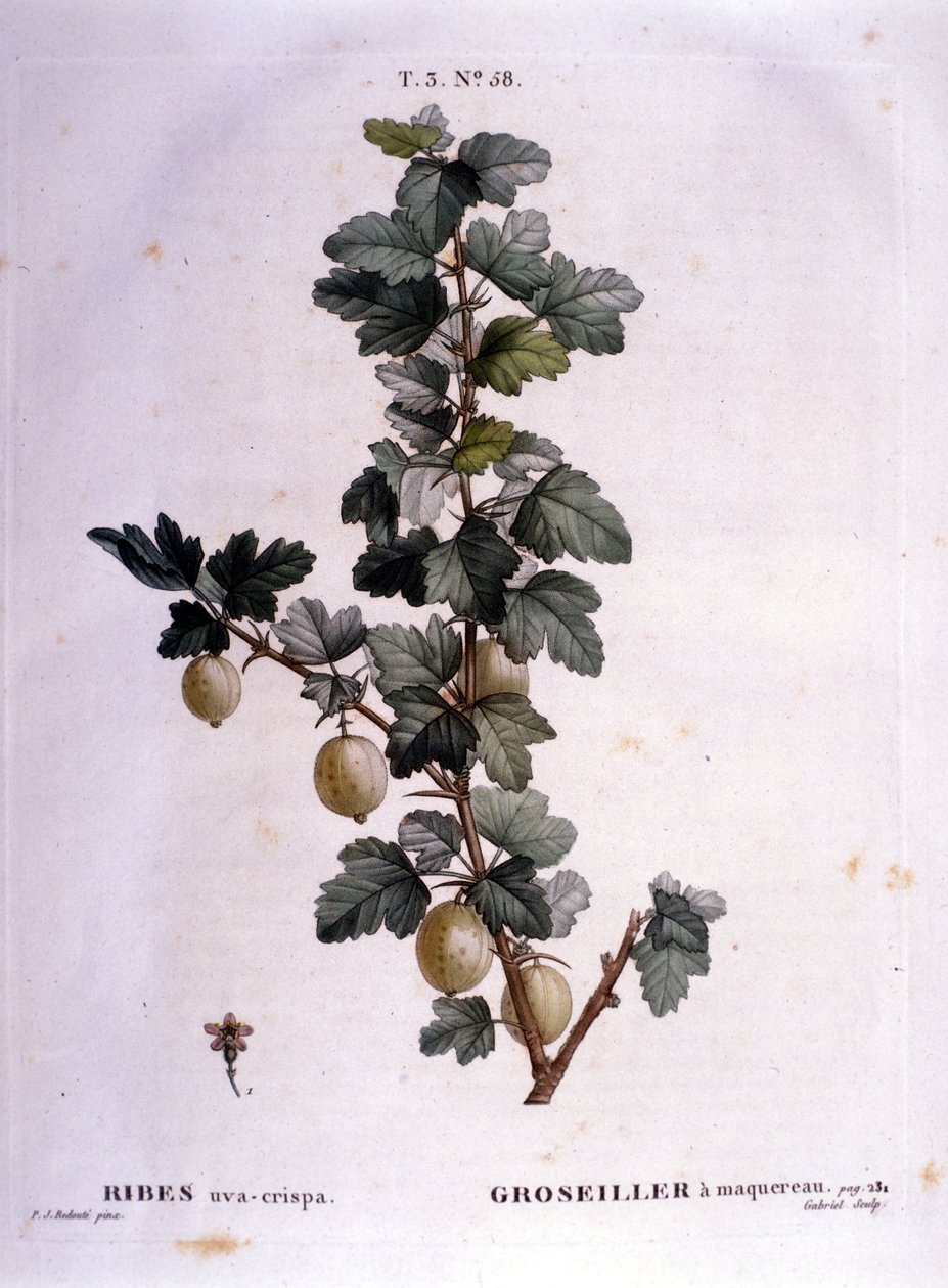 Beyaz kuş üzümü veya uskumru: 19. yüzyıl botanik tahtası. by Unknown artist