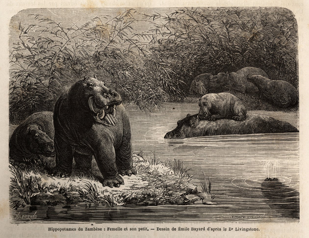 Zambese Hippotamus: kadın ve genç nehirde canlandırıcı. Dr. Livingstone