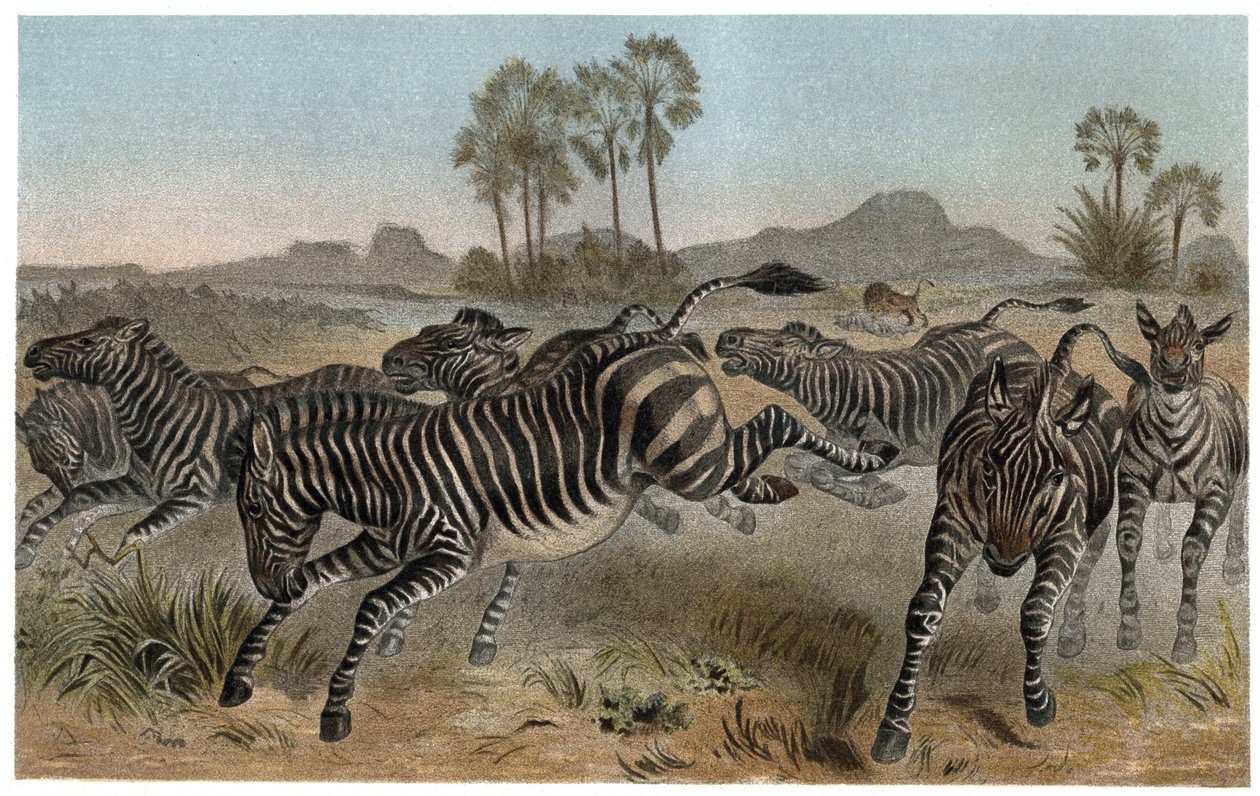 Zebre - Zebralar - Afrika atları (at ailesi) - Alfred Edmund Brehm