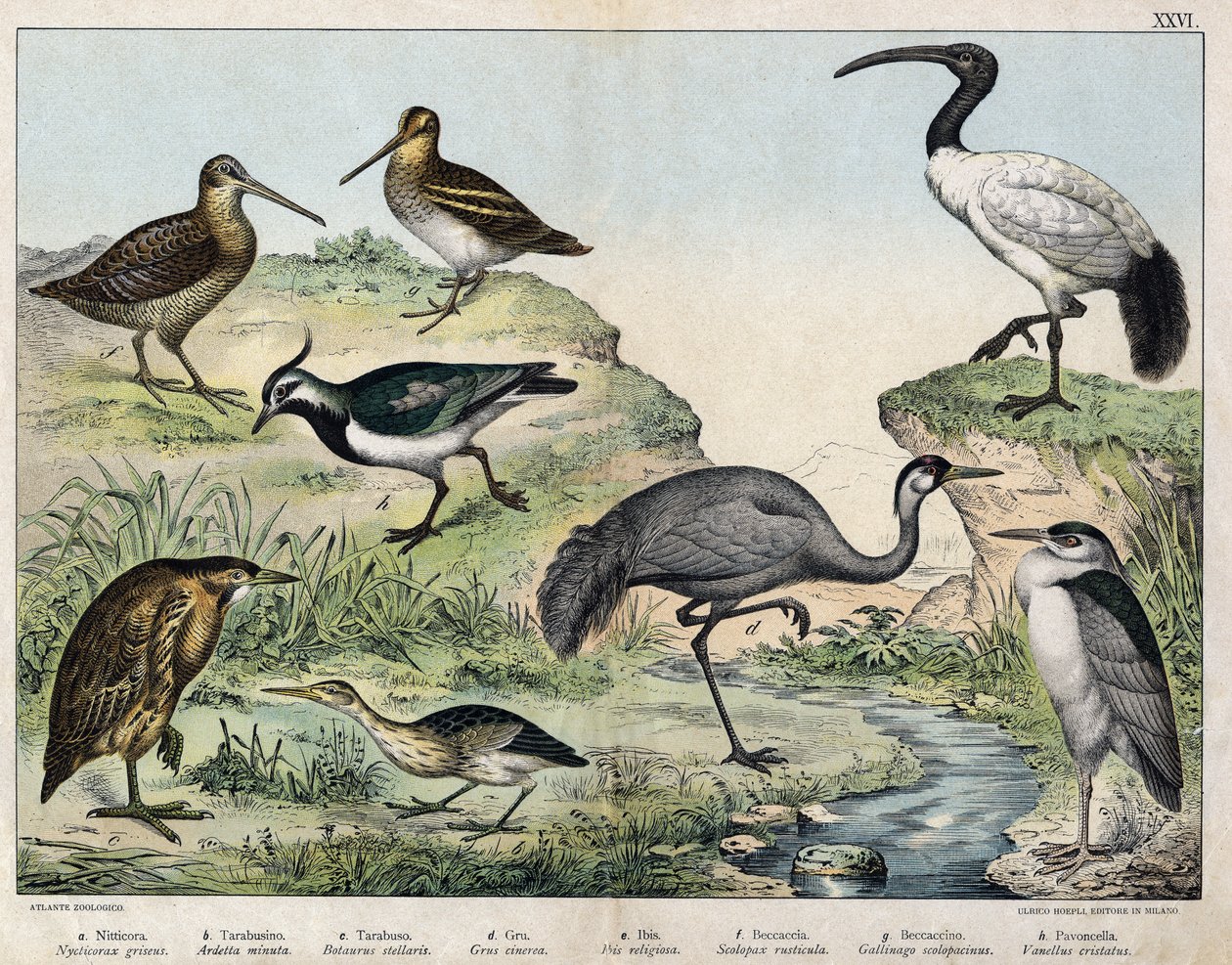 a: Kara taçlı sürü (Nycticorax griseus), b: Yıldızlı kuş (Ardetta minuta), c: Butorcendré (Botaurus stellaris), d: Buttercrane (Grus cinerea), e: Kutsal ibis (Ibis religiosa), f: Becasse (Scolopax rusticula), g: Marsh (Gallinago), h: Ortak vaneau (Vanel) by Unknown artist