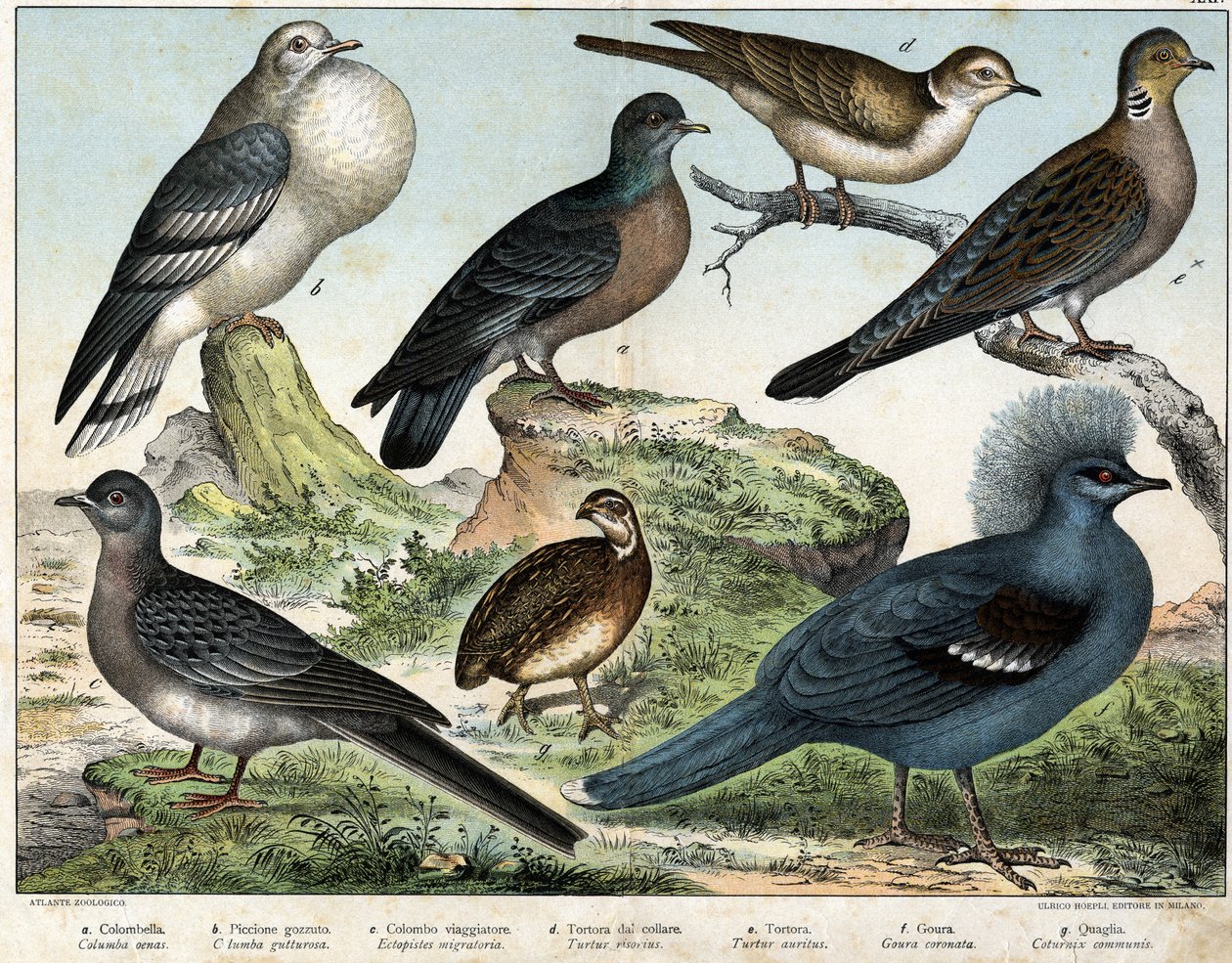 a: Kolomb güvercini (Columba oenas), b: Moğol güvercini (Columba gutturosa), c: Göçmen güvercin (Etopistes migratoria), d: Türk güvercini (Turtur risorius), e: Tahta güvercini (Turtur auritus), f: Goura (Goura) taçlı), g: Buğday bıldırcını (Bıldırcın ortak by Unknown artist