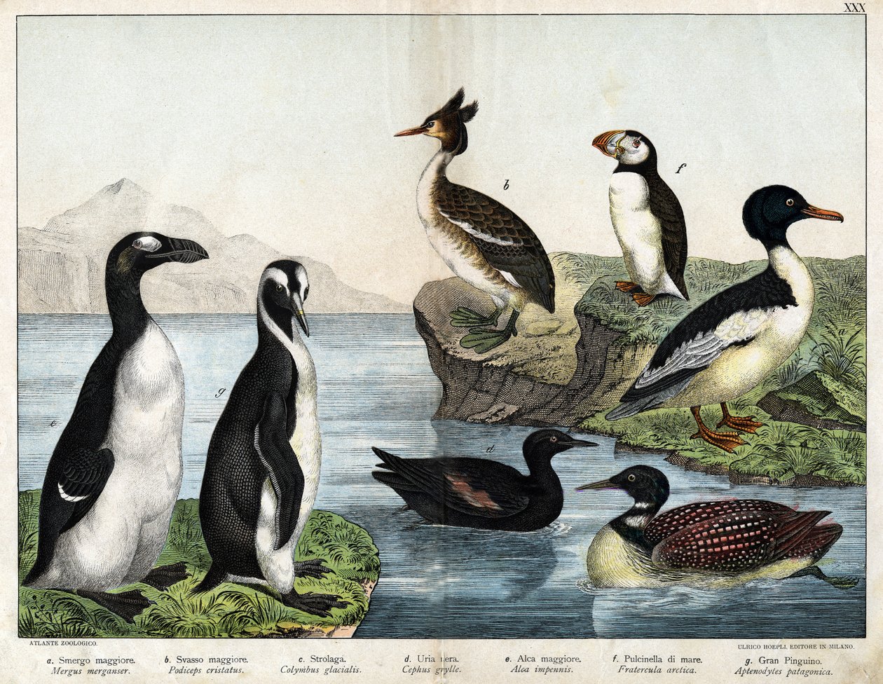 a: Adi Japon Balığı (Mergus merganser), b: Adi Bataklık (Podiceps cristatus), c: Adi Loon (Colimbus glacialis), d: Kara Guillenot (Cephis grylle), Büyük Pinguoin (Alca impennis), f: Puffin (Fratercula artica) ), G; Kraliyet Pengueni (Aptenodydydydye pa by Unknown artist