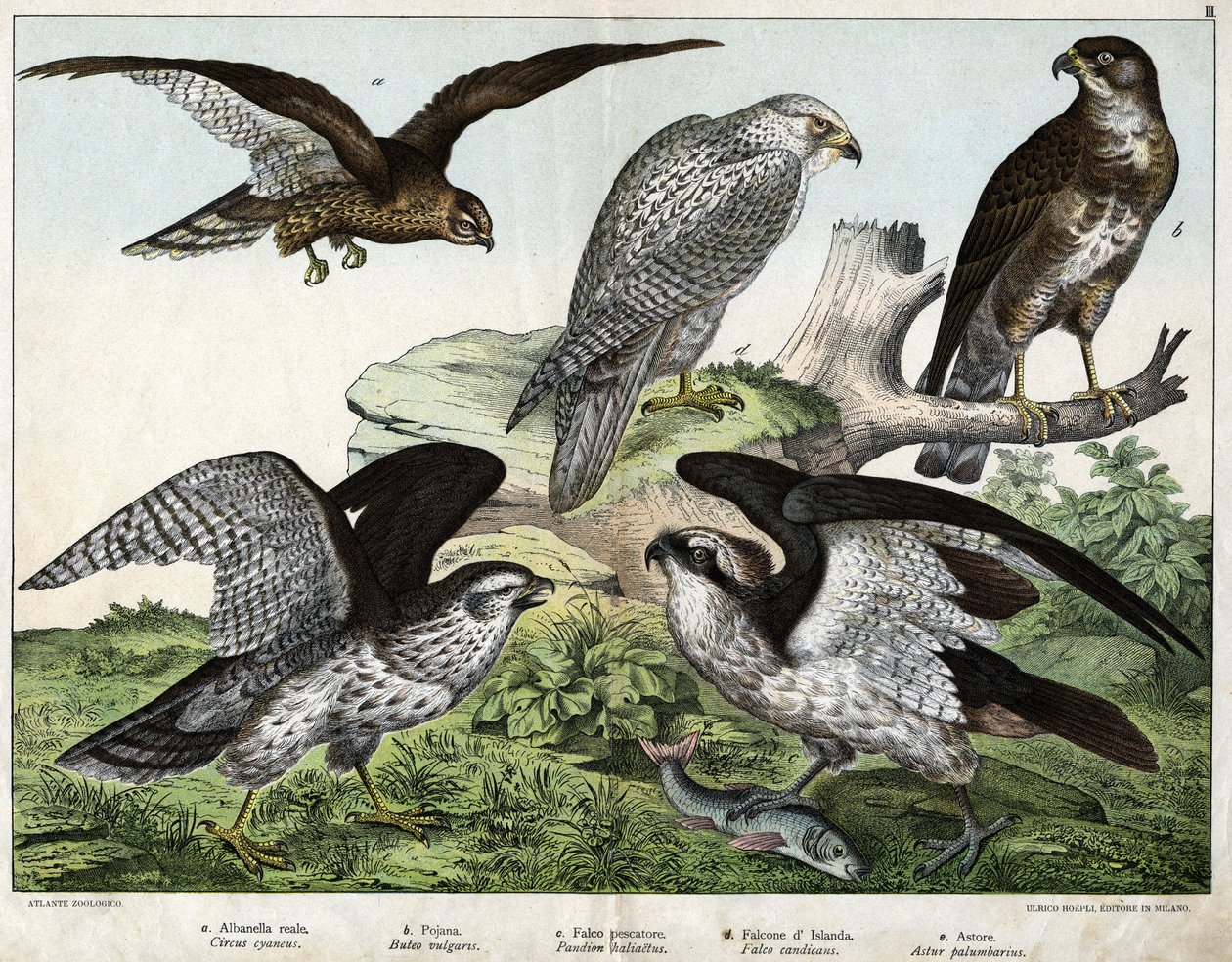 a: Kartal veya kraliyet toyunu, b: meme, c: balıkçı şahin, d: İzlanda şahini, e: çevresinde = astore - “Natural History of Birds”, ed. Hoepli, Milano by Unknown artist