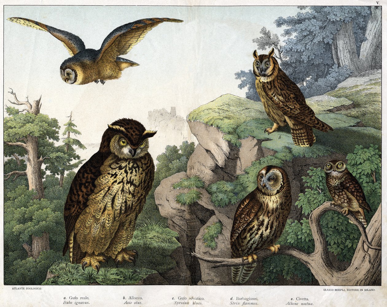 a: Altın Baykuş (Bubo ignavus), b: Hulotte (kedi-huant) (Asio kabuğu), c: Yabani Baykuş (Syrnium aluco), d: Baykuş (Strix flammea), e: Baykuş (Athene noctua) - “Doğal”da Kuşların Tarihi”, ed. Hoepli, Milano by Unknown artist