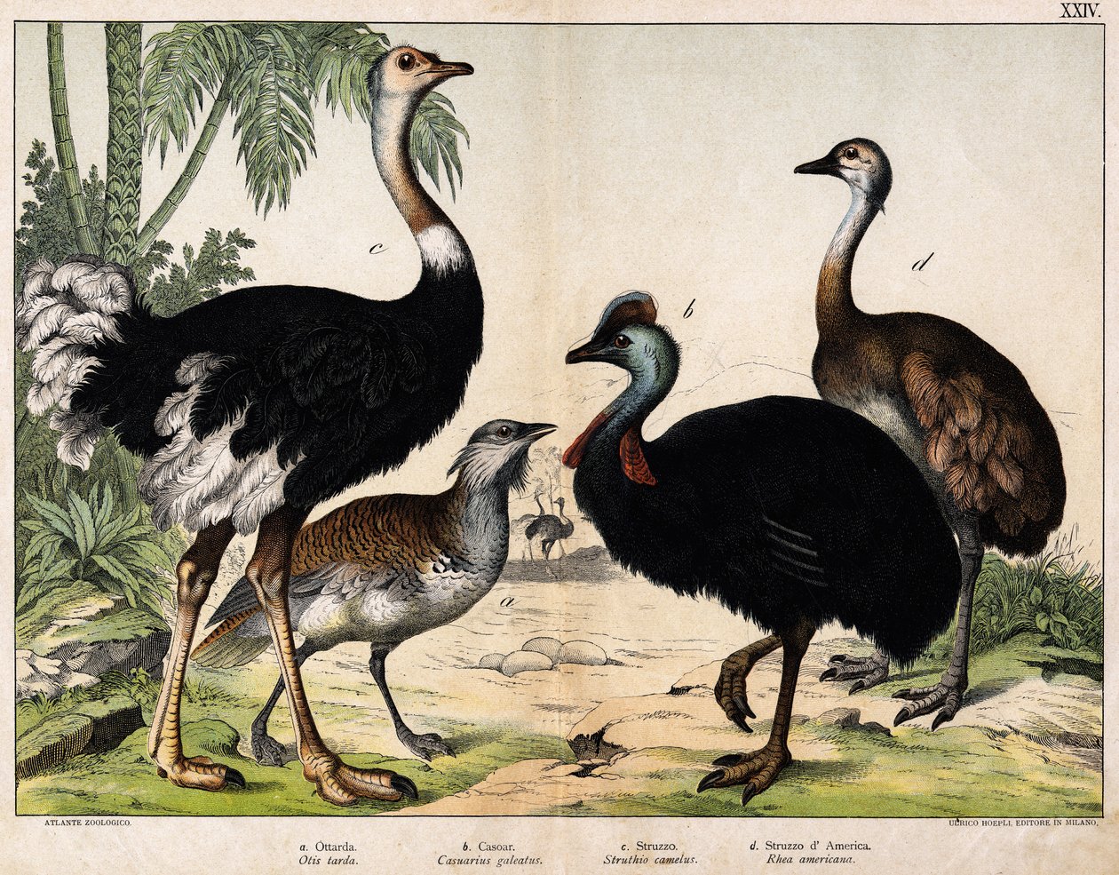 a: Büyük toy kuşu (Otis tarda), b: Casoar (Casarius galeatus), c: Afrika Devekuşu (Struthio camelus), d: Nandon (Rhea Americana) -“” Natural History of Oideals”, ed. Hoepli, Milano by Unknown artist
