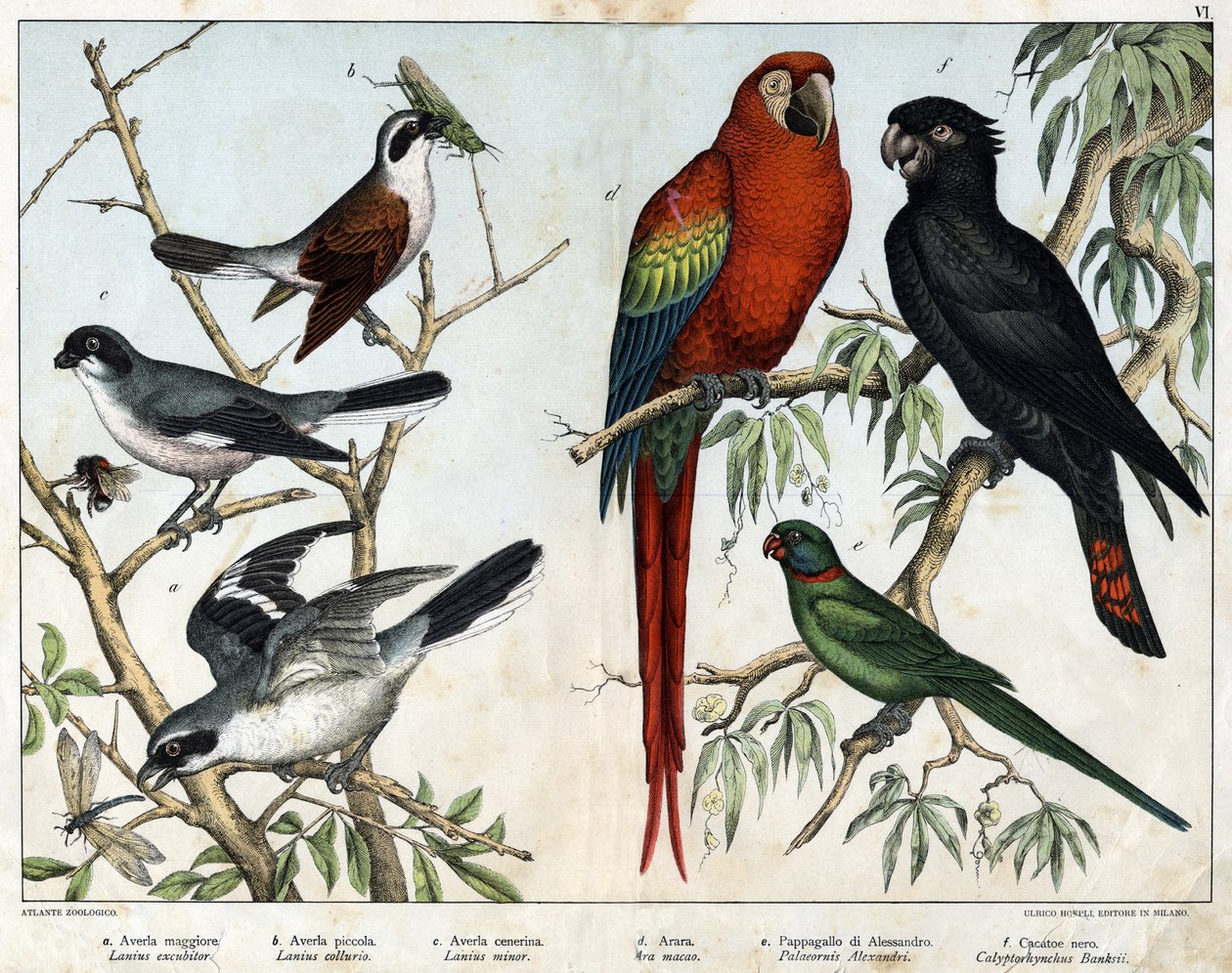 a: Gri grieche (Lanius excubitor), b: Northern grieche (Lanius collurio), c: Pembe göğüslü grieche (Lanius linor), d: Kırmızı ara (Ara macao), e: Alexandria Parrot (Palaeornis Alexandria), f: Banksian Kakatolar (Calyptorynchusbankii) - “Doğal Tarihinde by Unknown artist