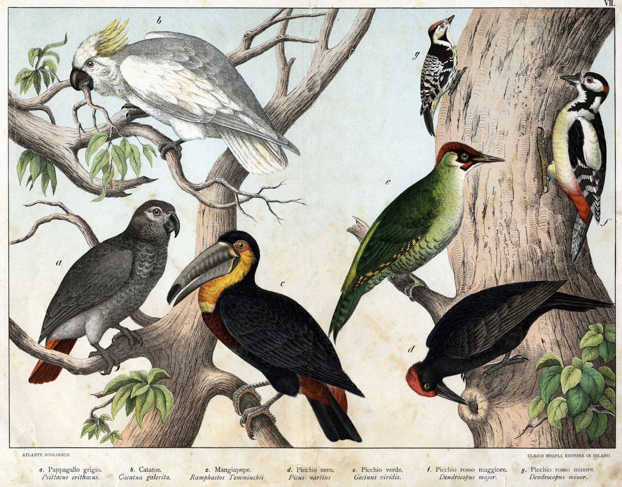 a: Gri papağan (Psittacus erithacus), b: Papağan kakatoları (Cacatua galerita), c: Toucan (Ramphastos temminckii), d: Kara Ağaçkakan (Picus Martius), e: Yeşil Ağaçkakan (Gecinus veridis), f: Büyük Kırmızı Ağaçkakan ( Dendrocopus minör) - “Doğal Tarihi by Unknown artist