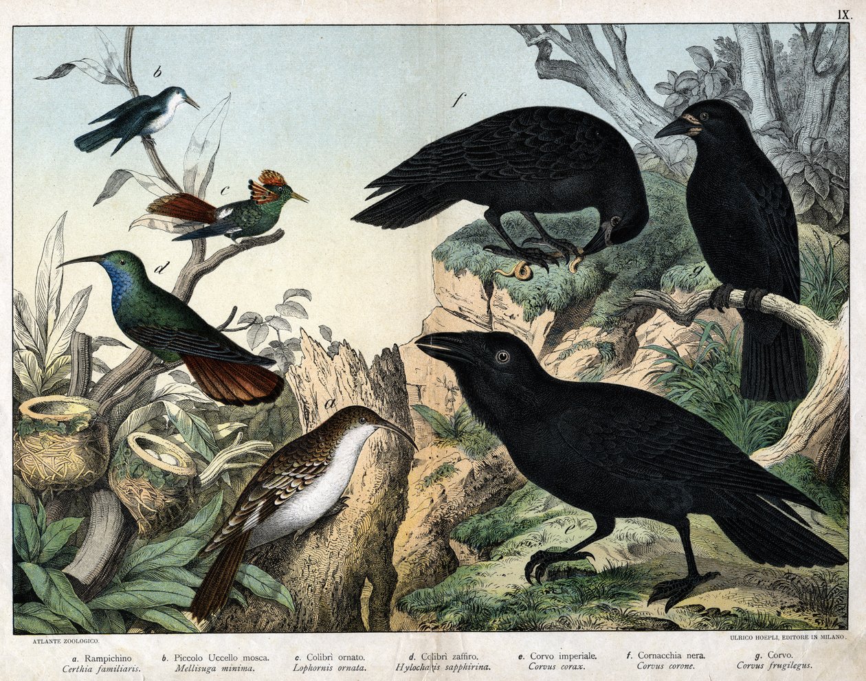 a: Grimpereau (certhia familyis), b: Küçük sinek kuşu (Mellisuga minima), c: Süslü sinek kuşu (Lophornis ornata), d: safir sinek kuşu (Hylocharis sapphirina), e: İmparatorluk kuzgunu (Corvus corax), f: Kara Karga ( Corvus Corone), g: Kuzgun (Corvus meyveli by Unknown artist