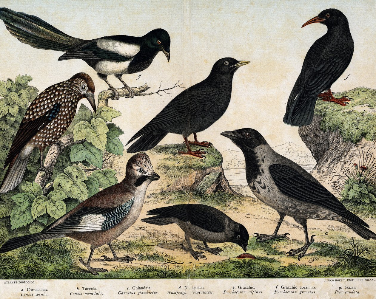 a: Mantolu karga (Corvus cornix), b: Adi filizler (Corvus monedula), c: Alakarga (Garrulus glaudarius), d: Benekli cassenoix (Nucifraga caryocatates), e: Sarı gagalı Chocad (Pyrrohocorax alpinus), f: Kırmızı - faturalı (Pyrrhocorracorracorracorrax) x gracu by Unknown artist