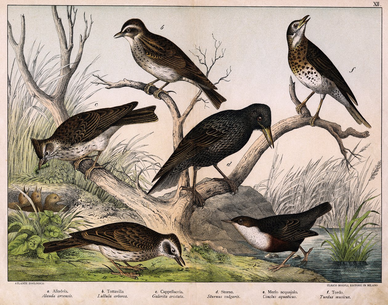 a: Kuzey Lark (Alauda arvensis), b: Lulu lark (Lullula arborea), c: Cappellaccia (Galerita cristata), d: Sansonnet sığırcık (Sturnus Vulgaris), e: Ördek (Cinclus aquaticus), f: Ardıç (Turdus musicus) - “Kuşların Doğal Tarihi”nde “, ed. Hoepli, Milano by Unknown artist