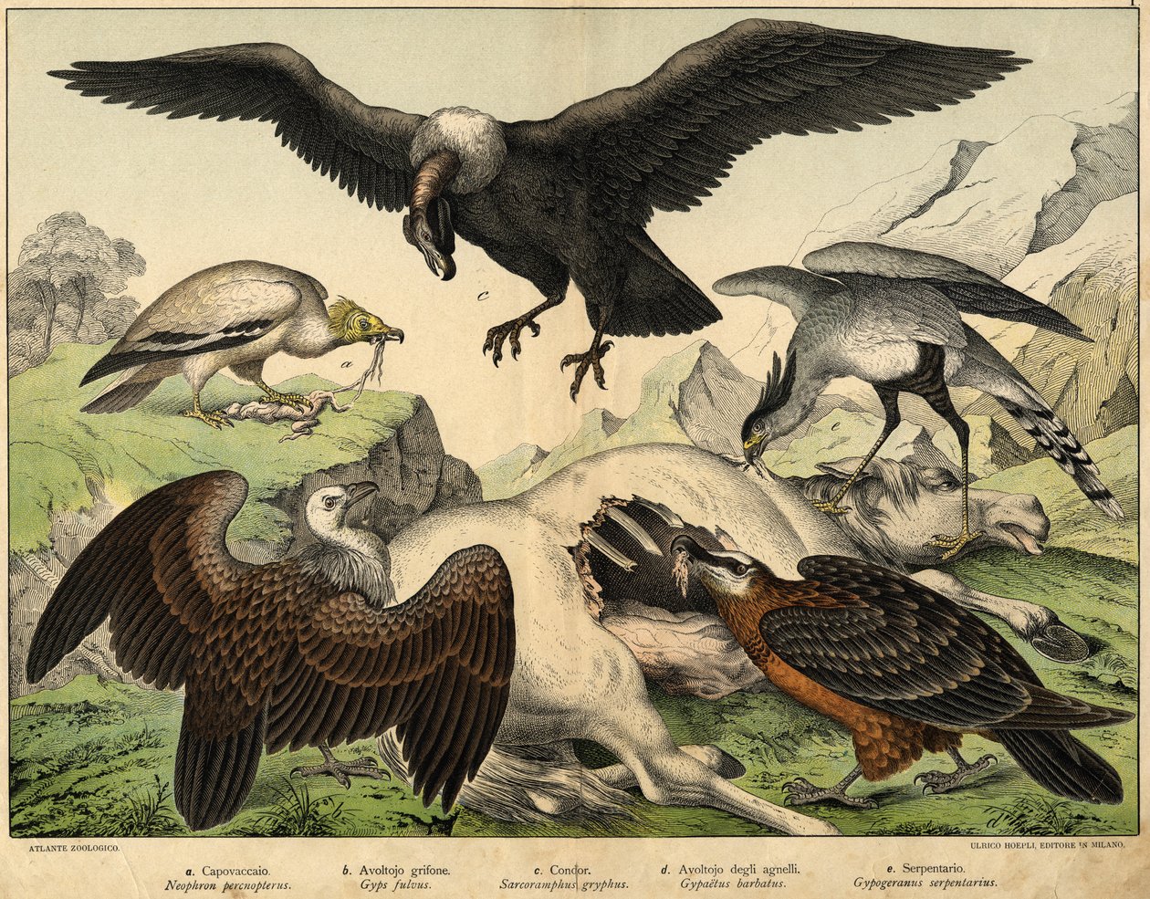 a: Percnopterus (Neophron percnopterus), b: Akbaba (Gyps fulvus), c: Akbaba (Sarcoramphus gryphus), d: Kuzu akbabası (Gypaëtus barbatus), e: Yılan (Gypogeranus serpentarius) - “Kuşların Doğal Tarihi”nde , ed. Hoepli, Milano by Unknown artist