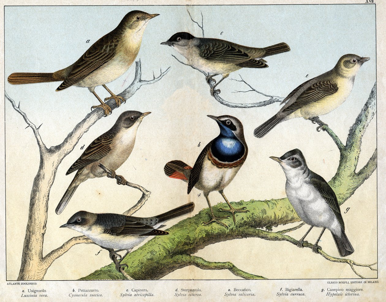 a: Rossignol (Luscinia vera), b: Pettazzuro (Cyanecula suecica), c: Siyah nokta (Sylvia atricapilla), d: Sterpazzola (Sylvia ciciera), e: Becfigue (Sylvia salicaria), f: şahin (bigiarella, Sylvia curruca), g: Canepino Giore (Hypolais icterina) - “” Doğal o by Unknown artist